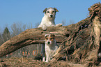 2 Parson Russell Terrier
