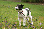 Parson Russell Terrier