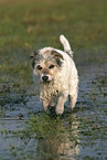 walking Parson Russell Terrier