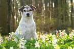 sitting Parson Russell Terrier