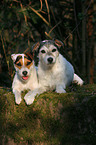 2 Parson Russell Terrier