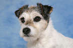 Parson Russell Terrier Portrait