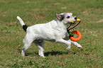 playing Parson Russell Terrier