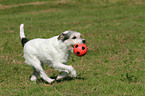 playing Parson Russell Terrier