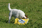 Parson Russell Terrier snuffling at rubbish