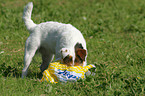 nosy Parson Russell Terrier