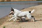 running Parson Russell Terrier