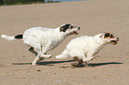 running Parson Russell Terrier