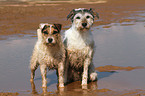 2 Parson Russell Terrier