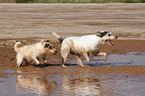 running Parson Russell Terrier