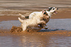 running Parson Russell Terrier