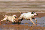 running Parson Russell Terrier