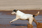 running Parson Russell Terrier