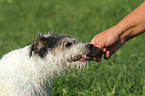 Parson Russell Terrier eats grass