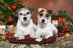 2 Parson Russell Terrier at christmas