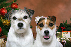 2 Parson Russell Terrier at christmas