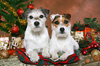 2 Parson Russell Terrier at christmas
