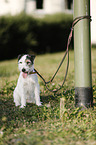 sitting Parson Russell Terrier