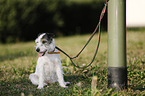 sitting Parson Russell Terrier