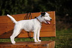 standing Parson Russell Terrier