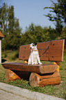 sitting Parson Russell Terrier