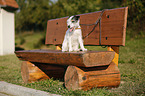 sitting Parson Russell Terrier