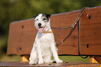 sitting Parson Russell Terrier