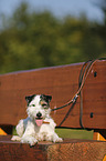 lying Parson Russell Terrier