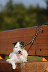 lying Parson Russell Terrier