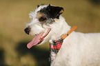 Parson Russell Terrier Portrait