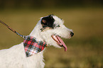 Parson Russell Terrier Portrait