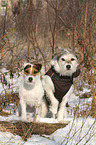2 Parson Russell Terrier