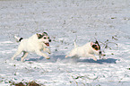 running Parson Russell Terrier