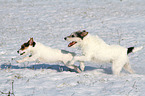 running Parson Russell Terrier