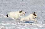 running Parson Russell Terrier