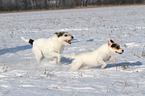 running Parson Russell Terrier