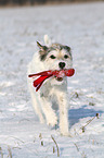 playing Parson Russell Terrier in the snow