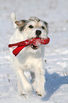 playing Parson Russell Terrier in the snow