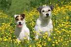 2 Parson Russell Terrier
