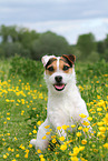 sitting Parson Russell Terrier