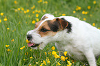 Parson Russell Terrier eats flowers