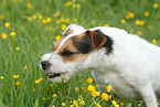Parson Russell Terrier eats grass