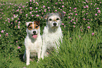 2 Parson Russell Terrier