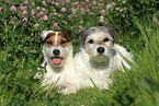 2 Parson Russell Terrier