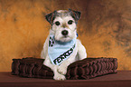 lying Parson Russell Terrier