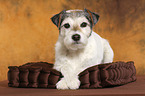 lying Parson Russell Terrier