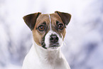 Parson Russell Terrier Portrait