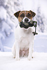 sitting Parson Russell Terrier