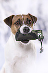 Parson Russell Terrier Portrait