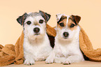 2 Parson Russell Terrier